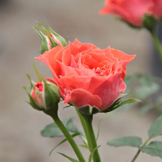 Rosa Miami™ - portocaliu - trandafiri miniatur - pitici